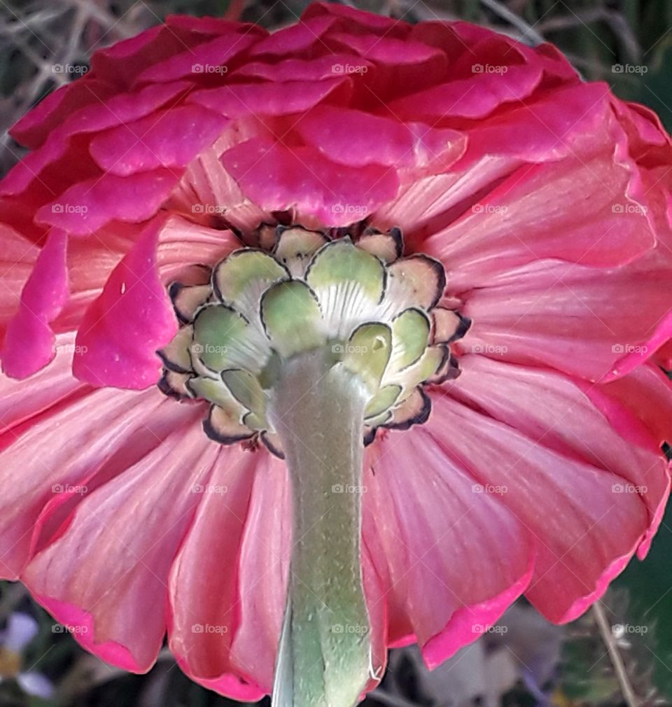 Back side of pink jini flower
