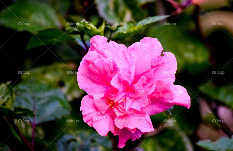 bengal rose pink
