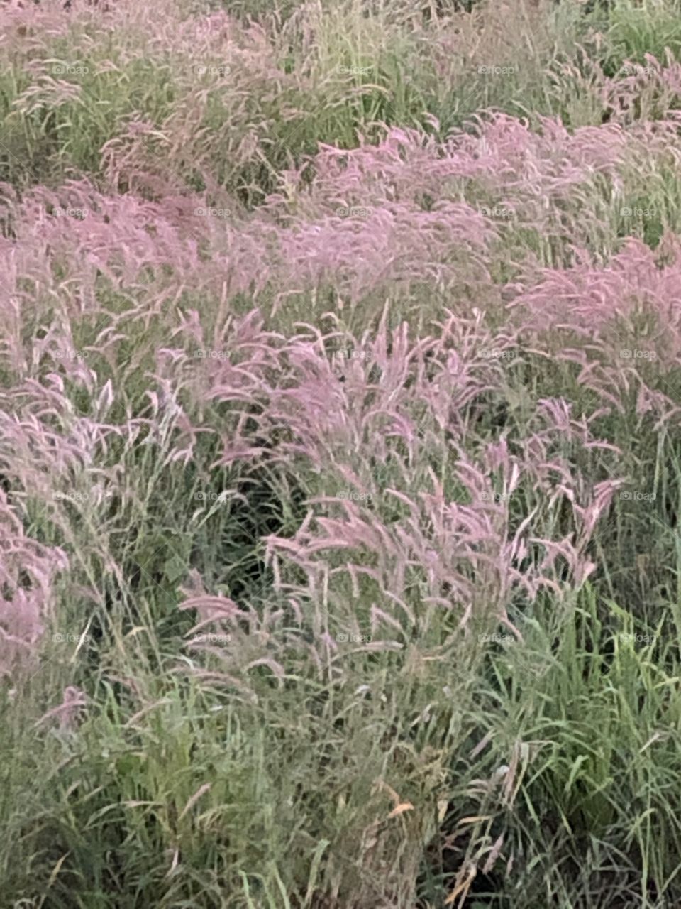 Plants around everywhere, Countryside ( Thailand)