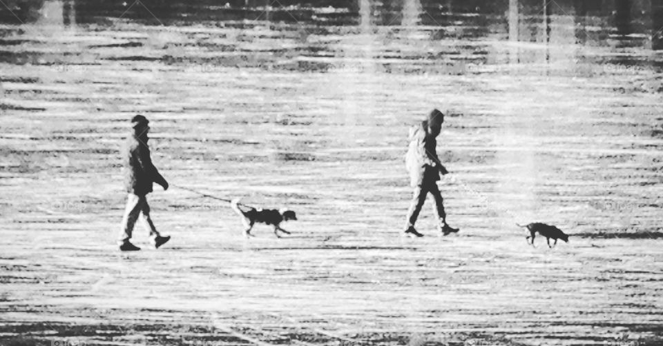 Walking on ice with dogs 
