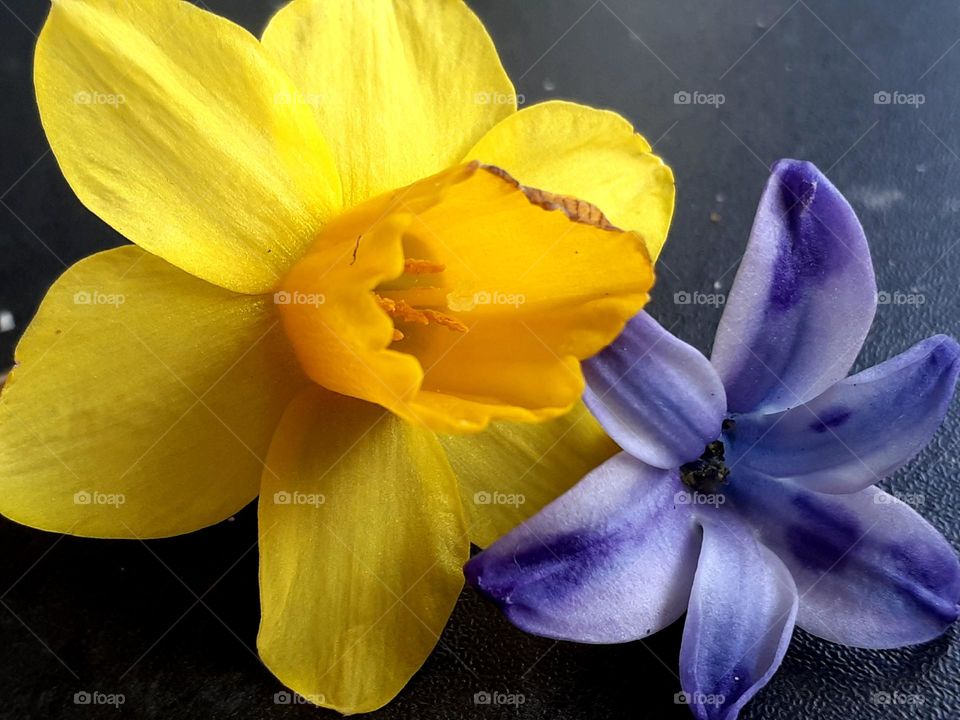 narcissus and hyacinth