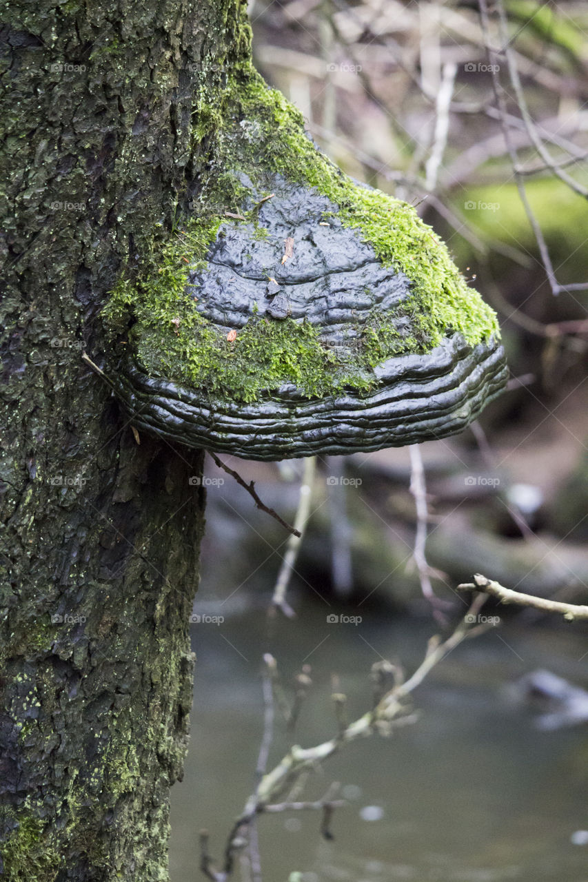 Mossy black fungus on tree trunk - mossig svart svamp på trädstam  