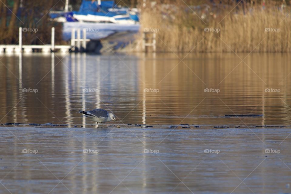 Seagull On Frozen Lake