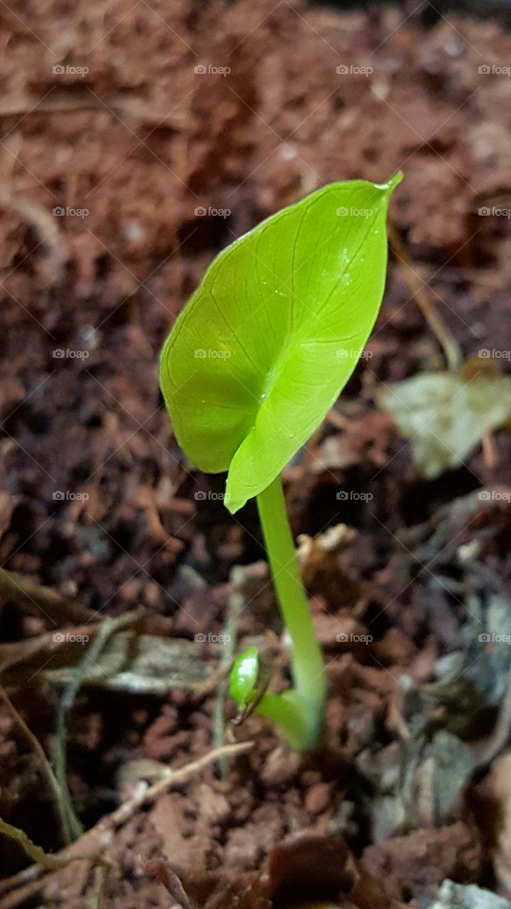 New leaf new life