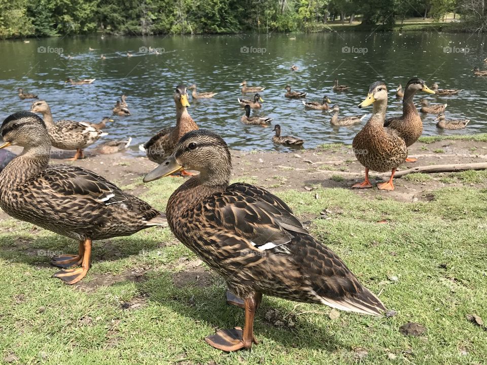 Closeup of a duck near a pond