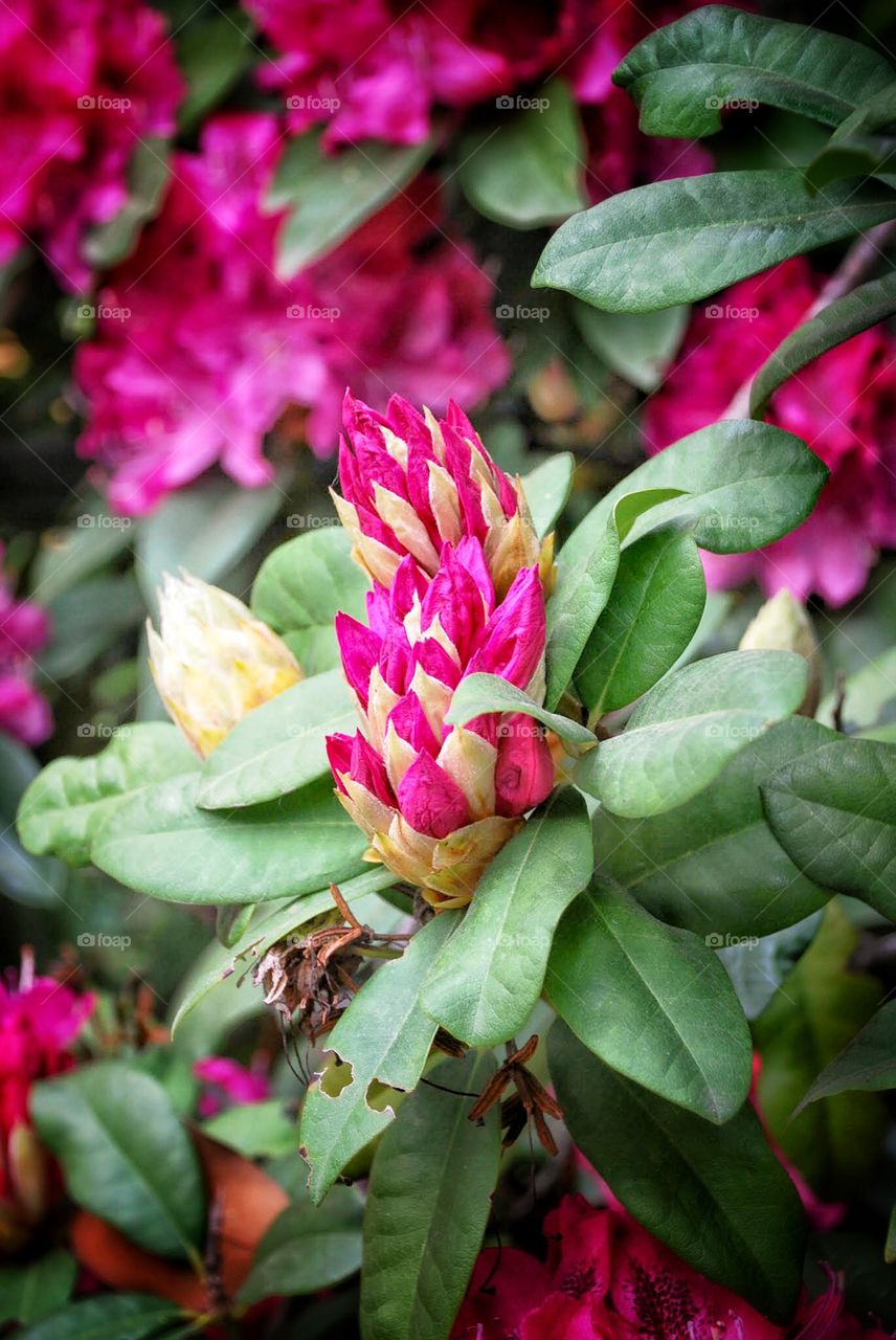 Rhododendron blooms