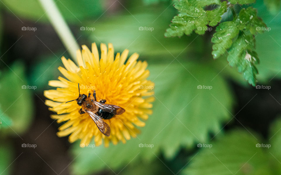 Bees and yellow flower combination.