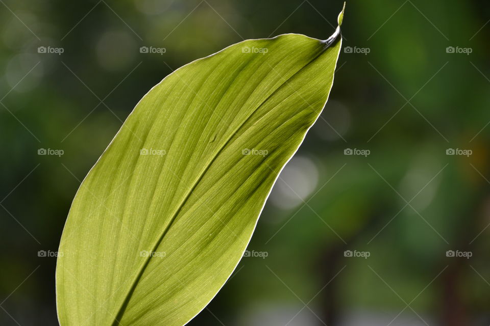 leaf