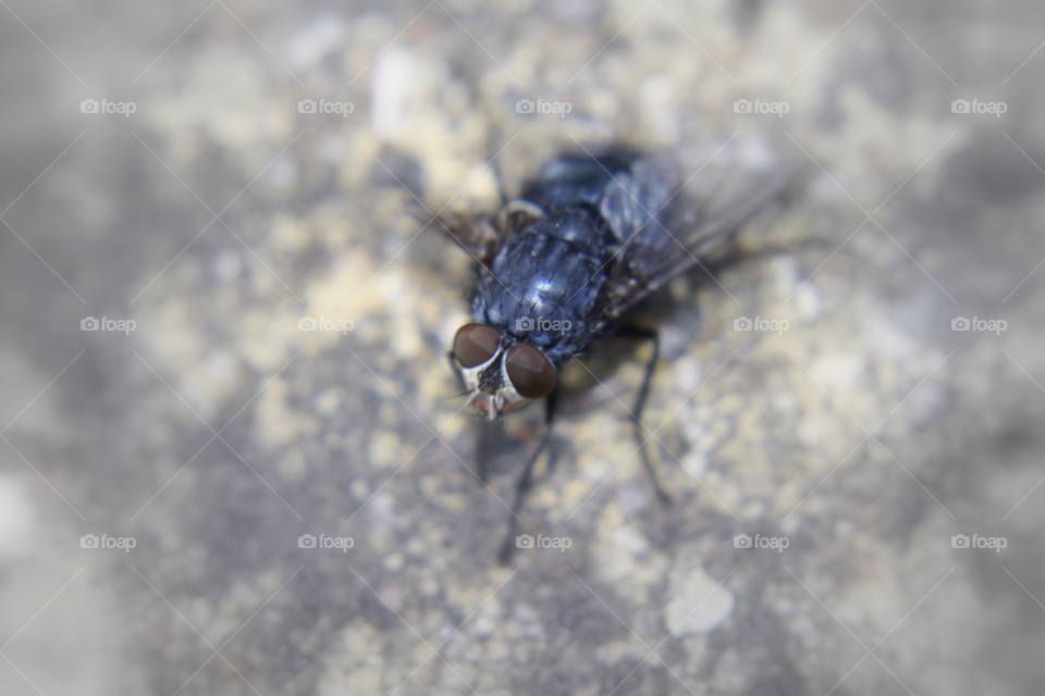 Insect, Animal, Pest, Nature, No Person