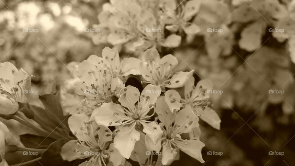 sepia. flowering spring tree