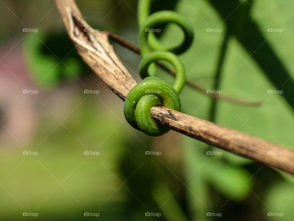 green vine plant grabing a dry twig