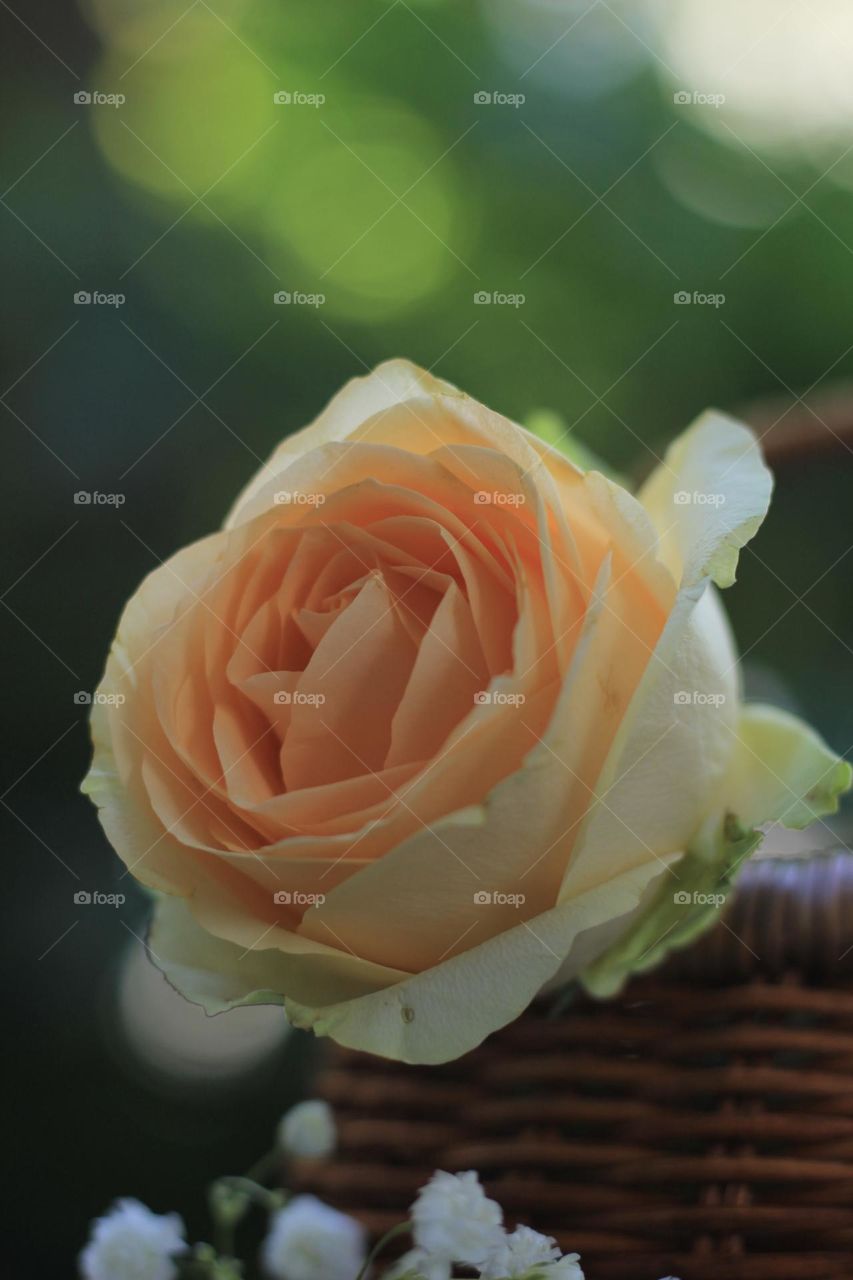 Rose flower in a rattan vase