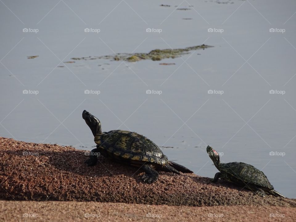 Turtle, Reptile, Tortoise, Water, Wildlife