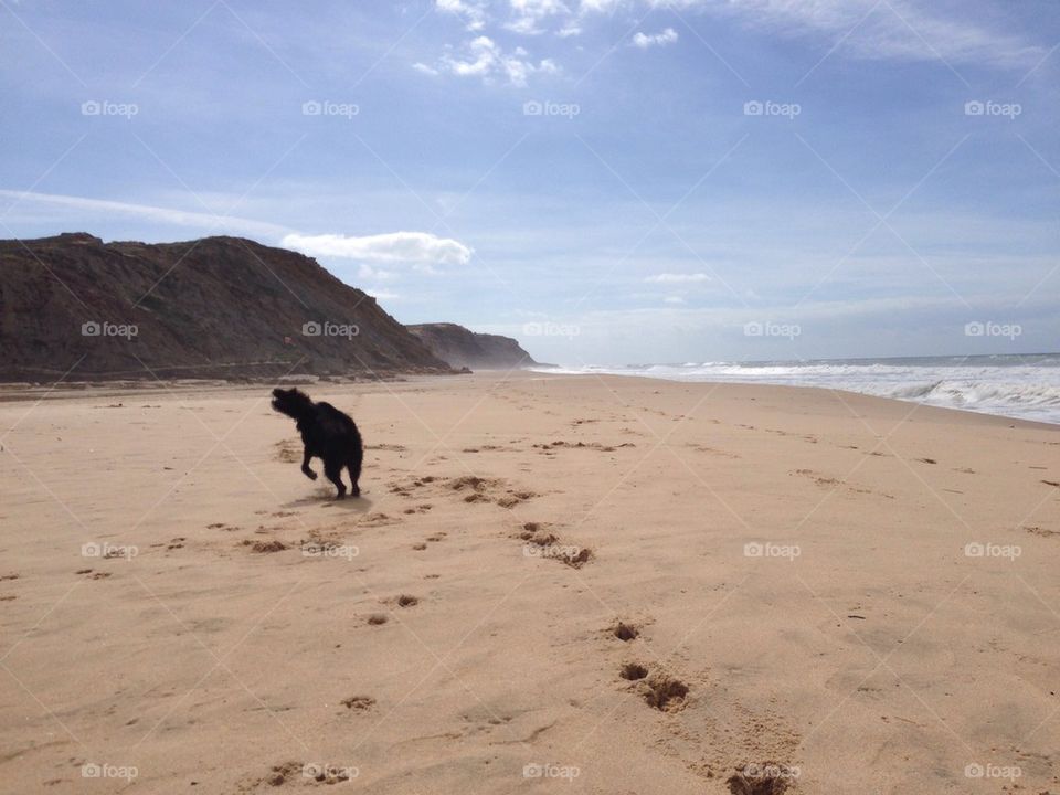 Dog at the beach