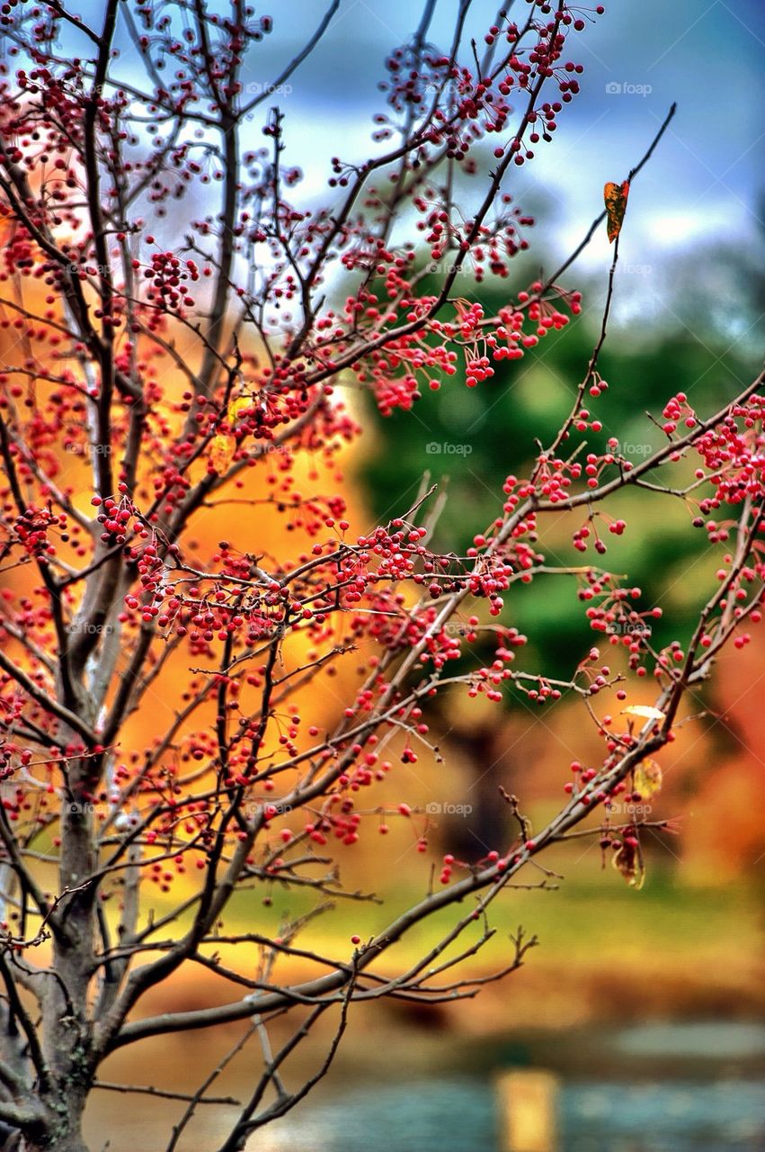 Autumn berries