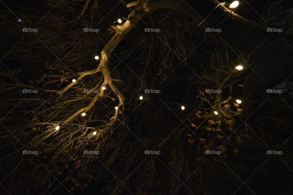 tree branches, lamps, decoration, lighting, beautiful background, wallpaper, night, branches,