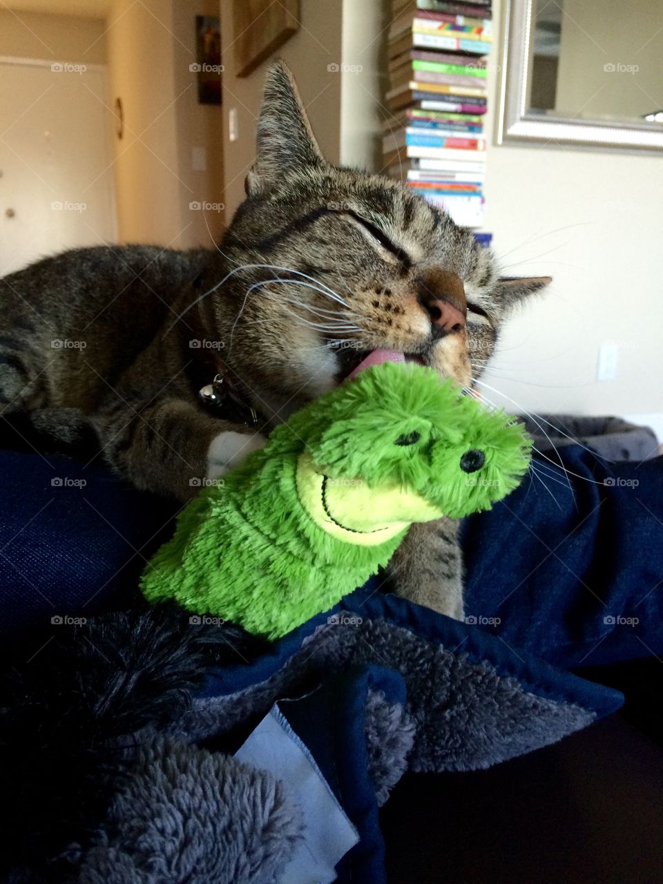 Happy cat. Cat with a favorite toy
