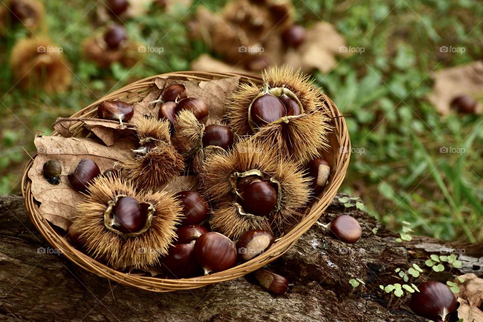 basket with chestnuts