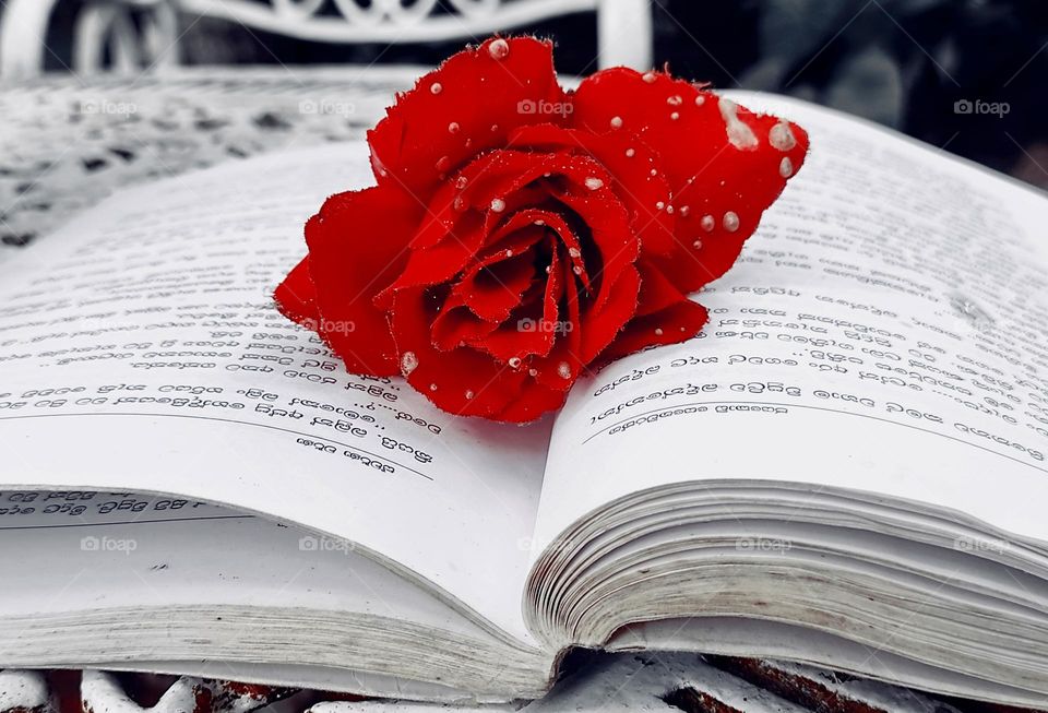 Red rose on the book