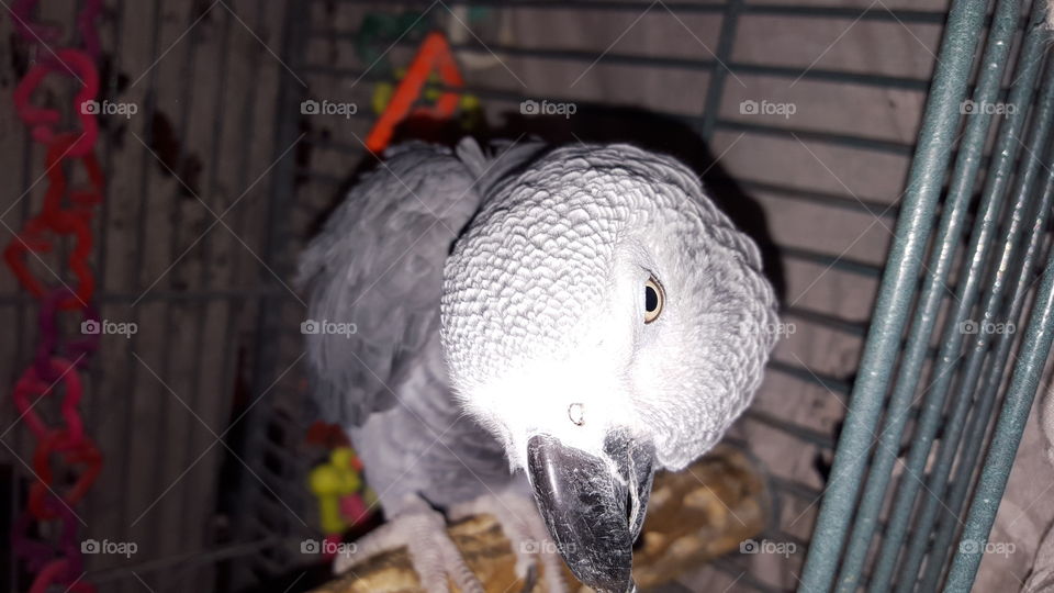Parrot Congo African Grey.. pet about 20 years old.