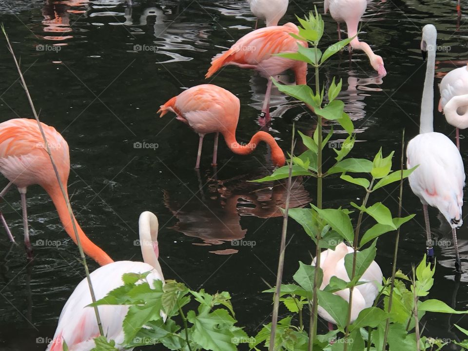 Flamingos