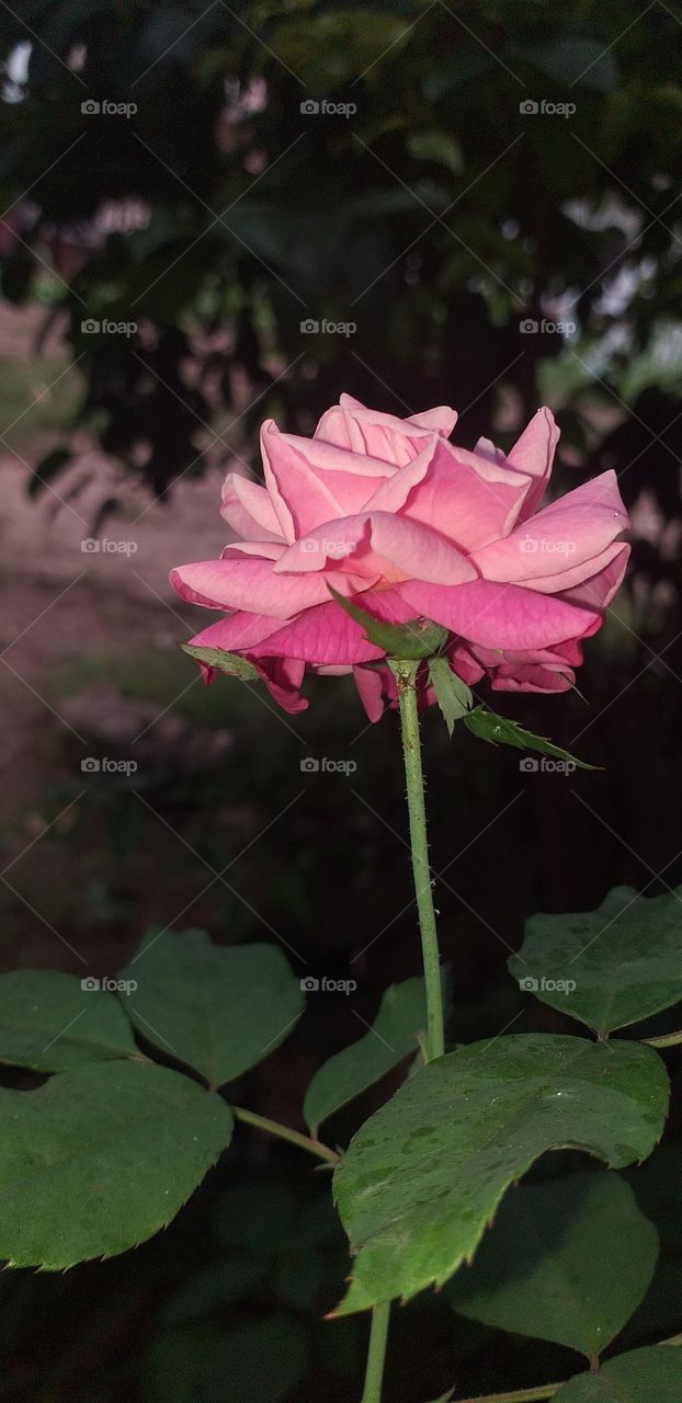 beautiful natural rose flower in garden