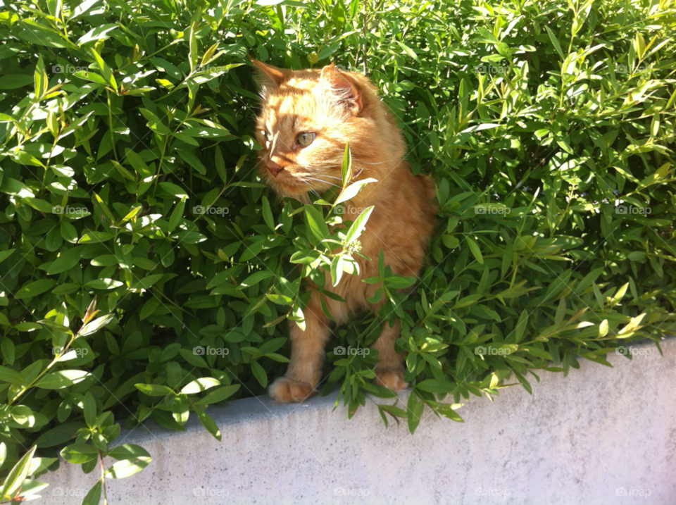 cat katt husdjur pet by MagnusPm