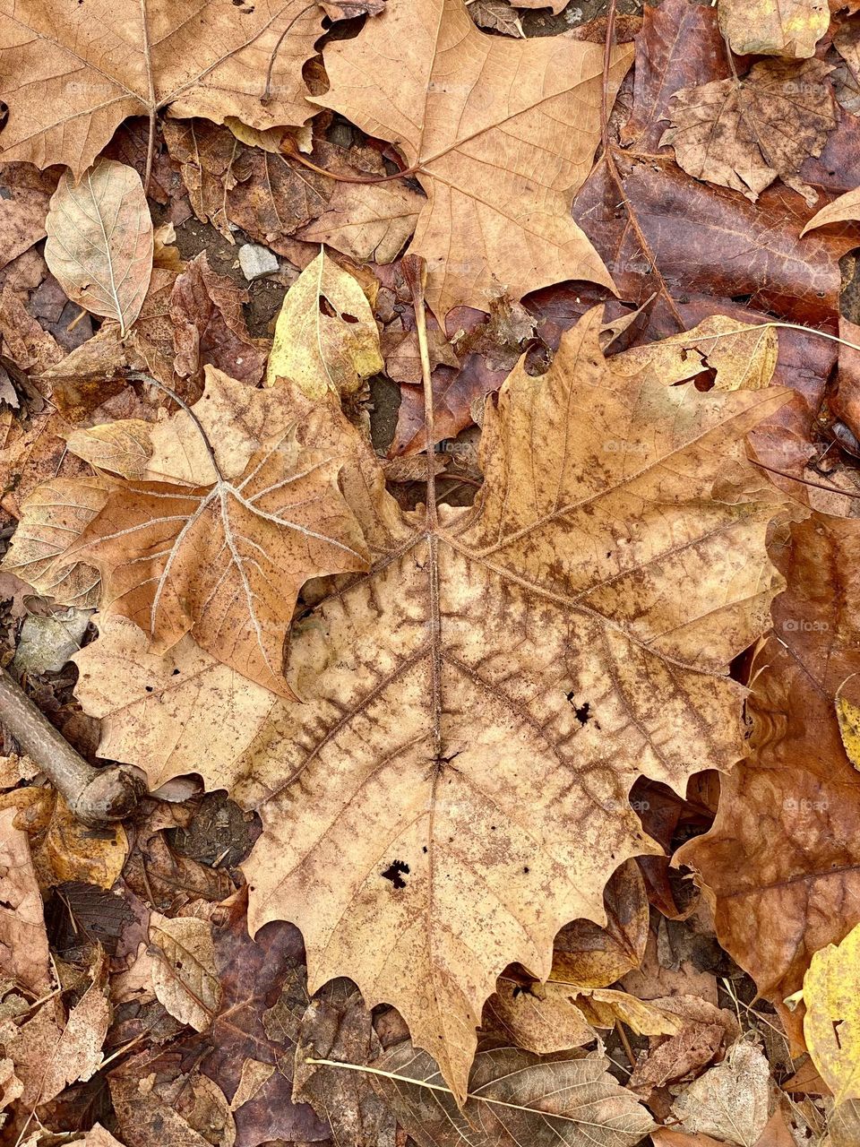 Leaves sitting on the ground