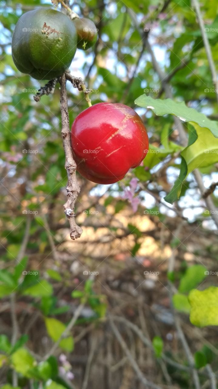Acerola fruit