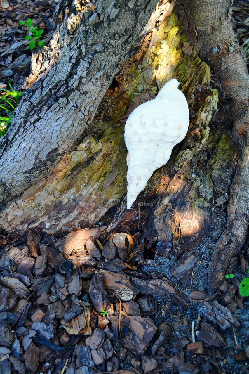 Whelk shell. Whelk she'll found out of place in a garden