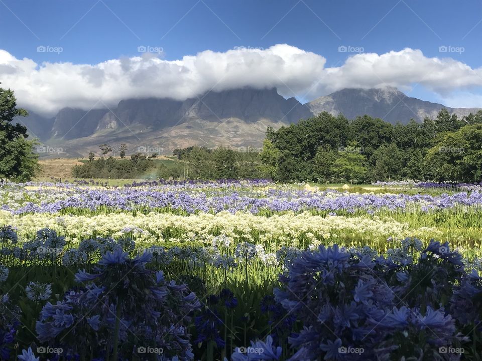 Local beauty! Colourful gardens of a local wine farm in Somerset West, Cape Town. Spoilt beyond belief with such picturesque beauty