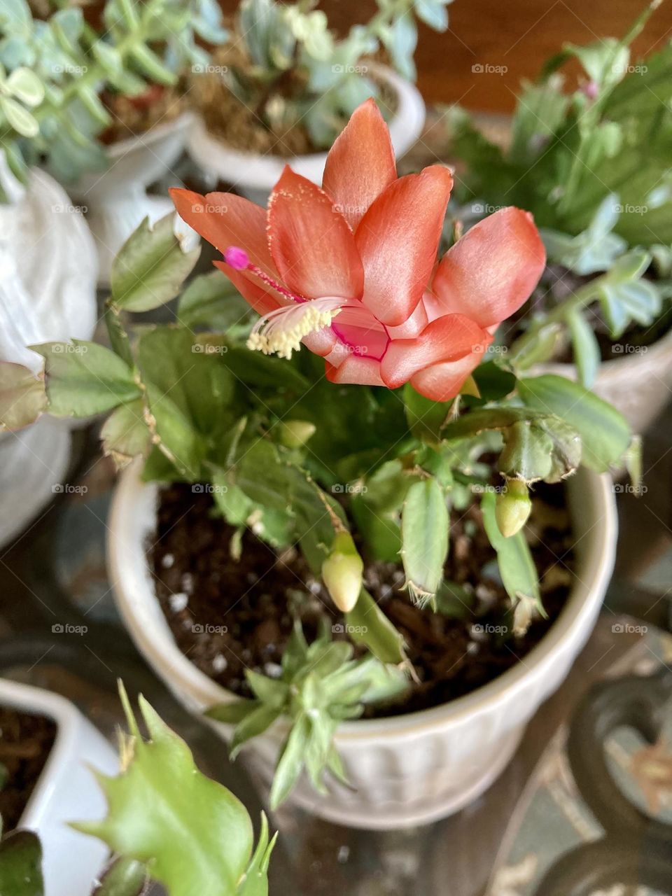 It’s fun to grow beautiful houseplants like this coral Thanksgiving cactus!