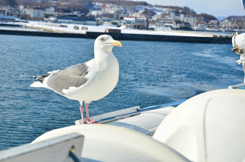 Seagull is Waiting to be Fed Up