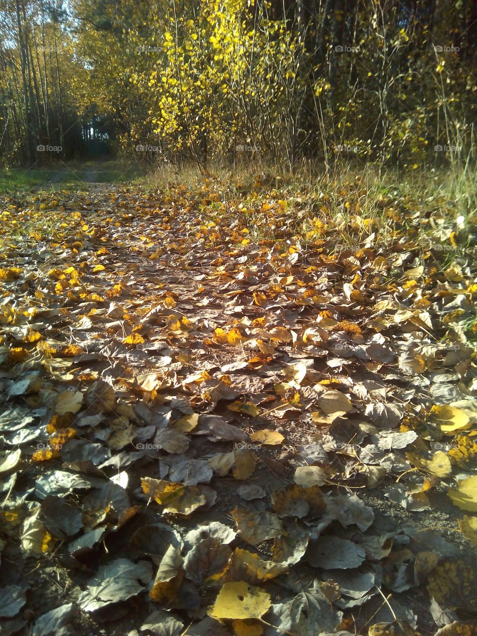 autumn solar landscape fall road in forest