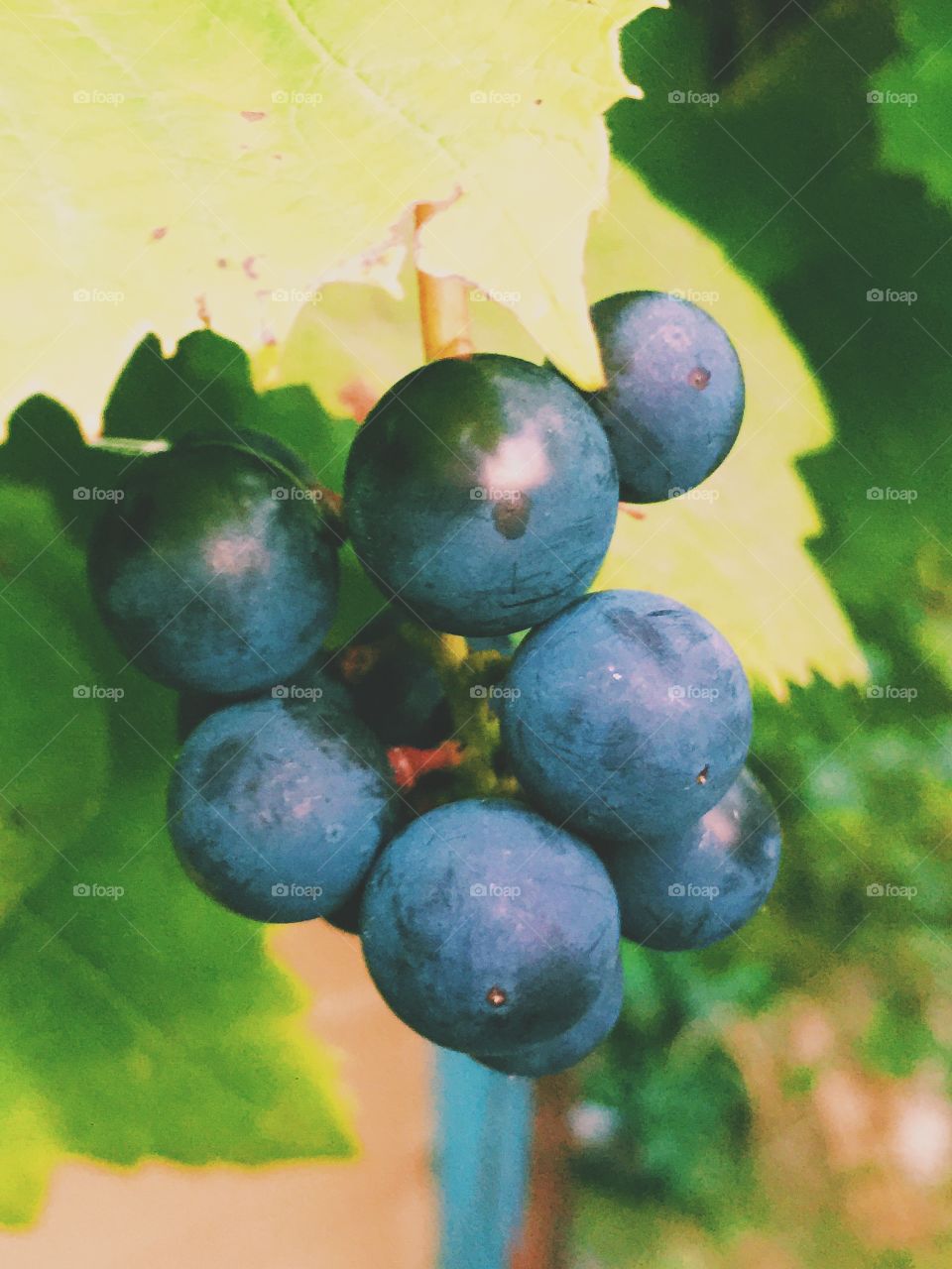 Black grapes in the garden