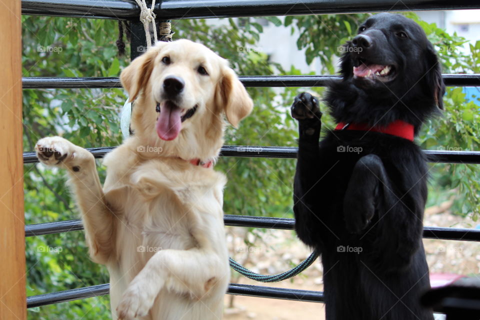 Dogs black and golden retriever