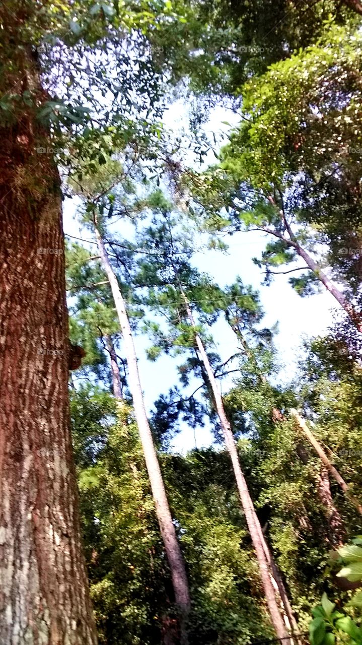 trees climbing towards the sky