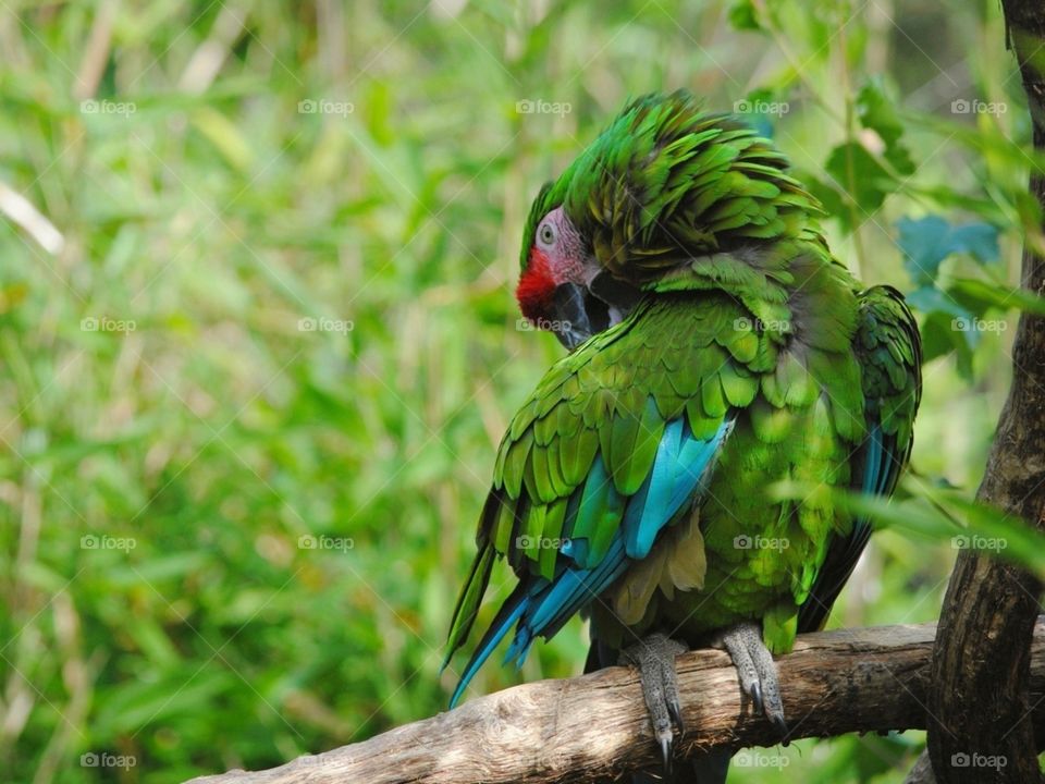 Green colour beautiful bird.