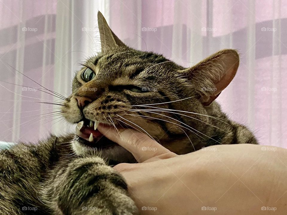 A cat biting a persons finger
