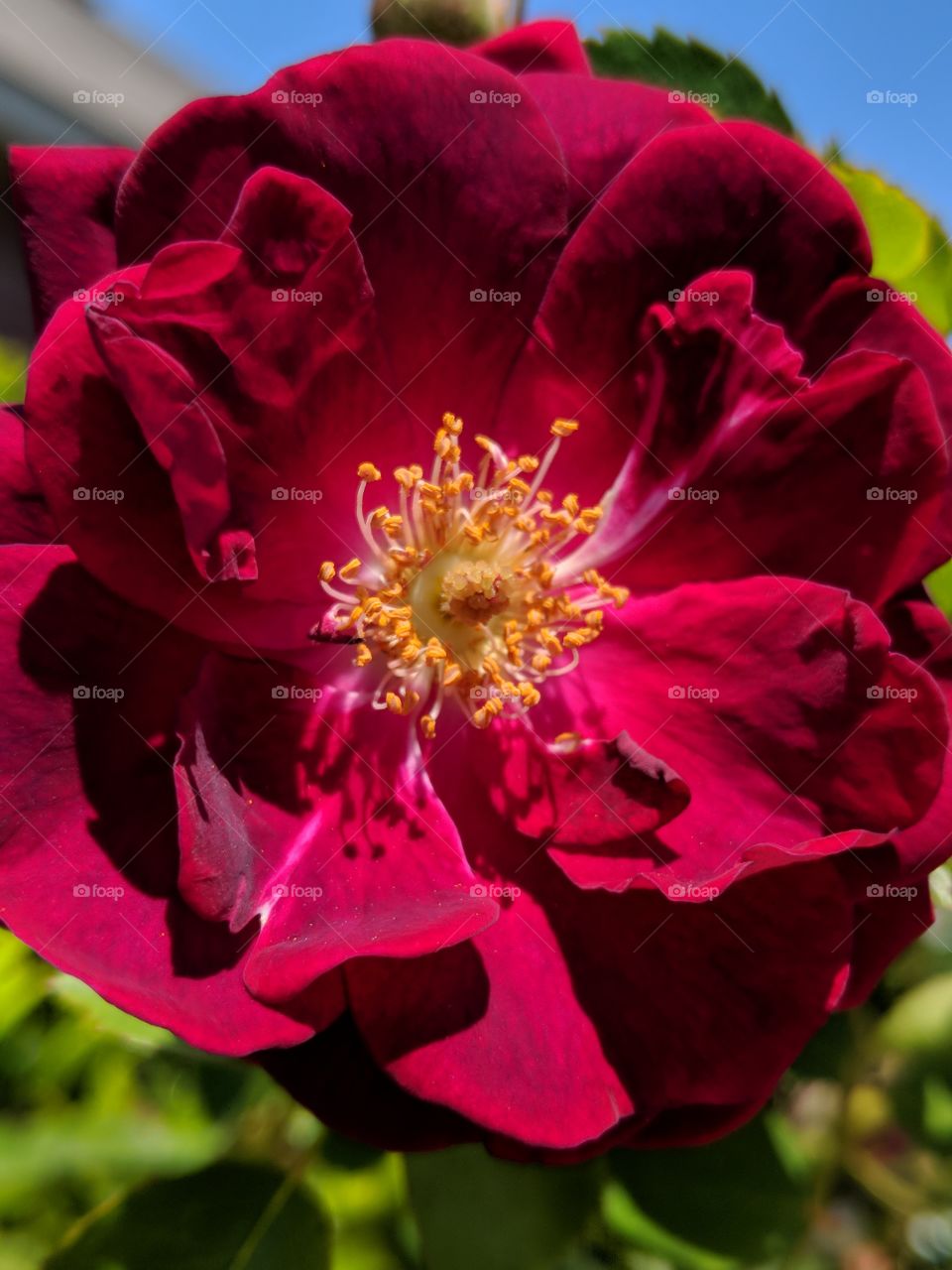 gorgeous rose