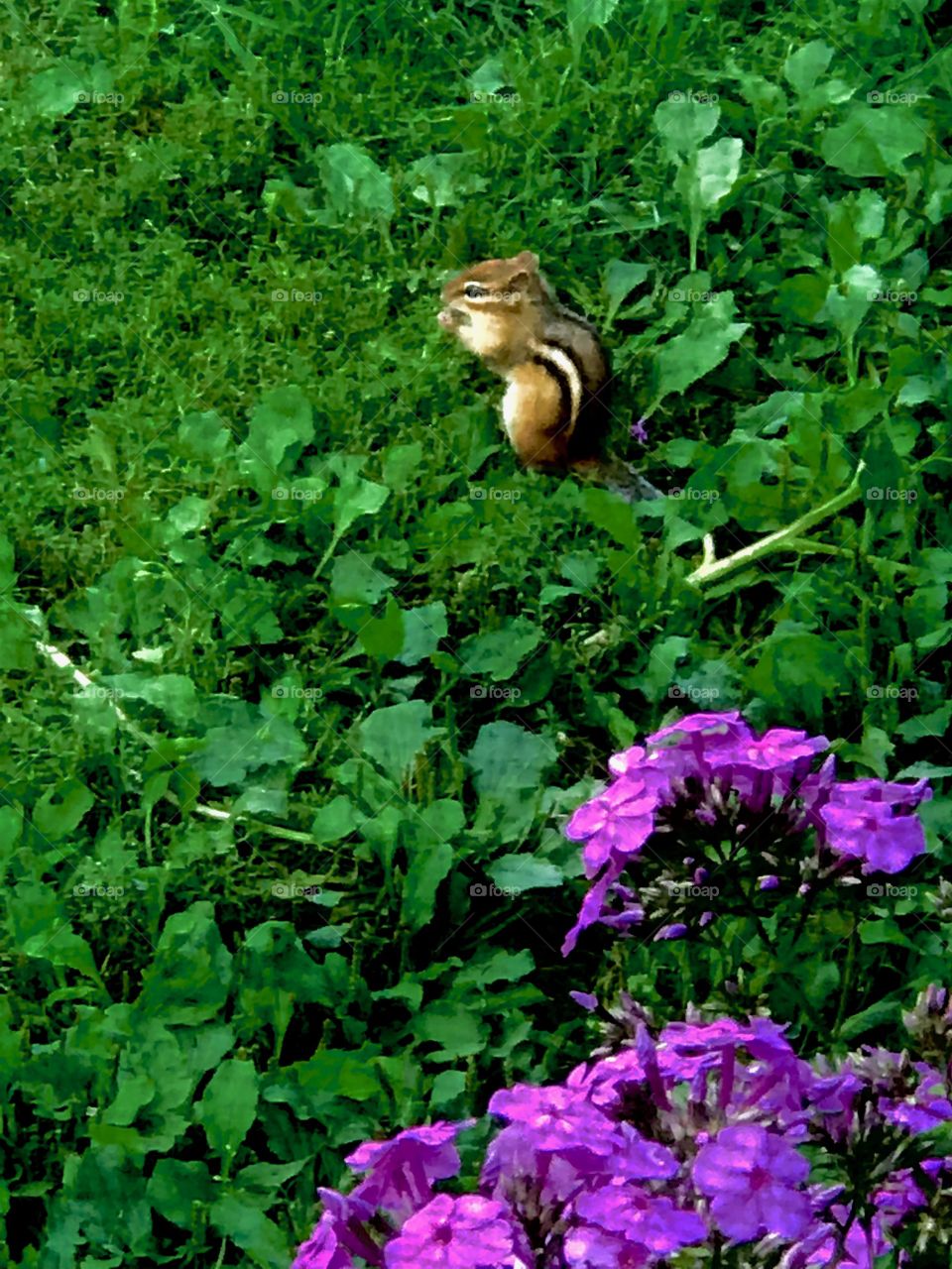 Chipmunk snacking