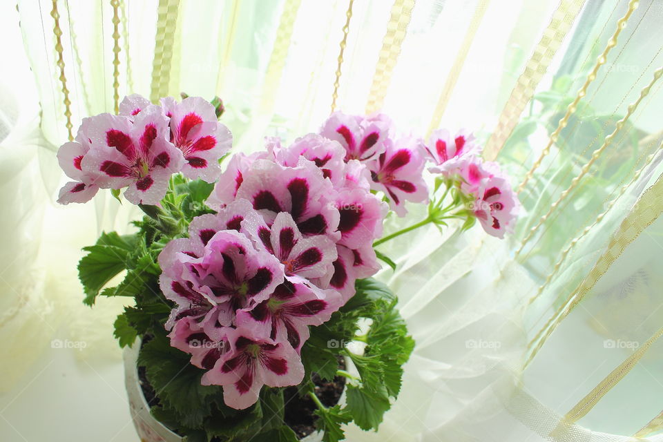 House plants in pots