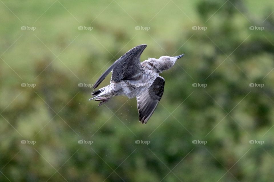 seagull catching food in flight