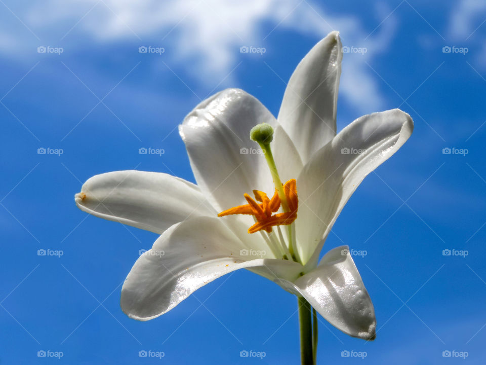 White Lily