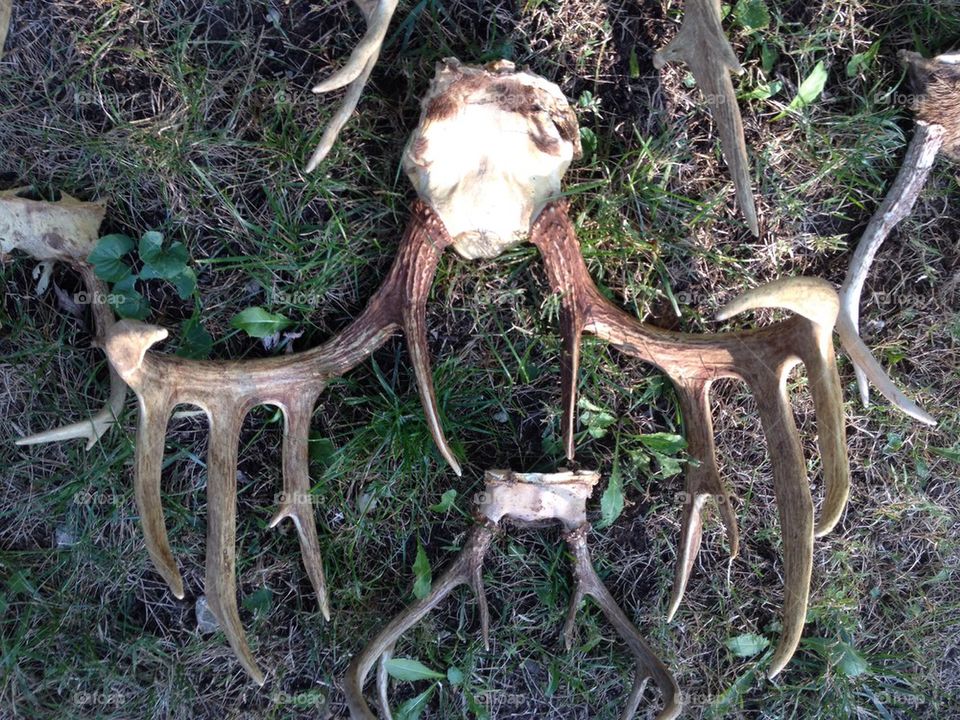 hunting skull bone deer by leanderthal