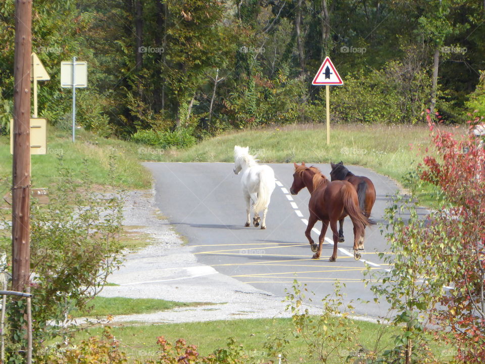 wild horses taking the road