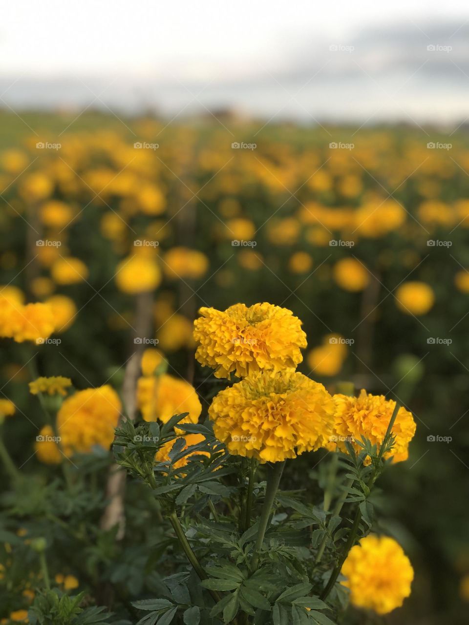 Incredible gumitir garden