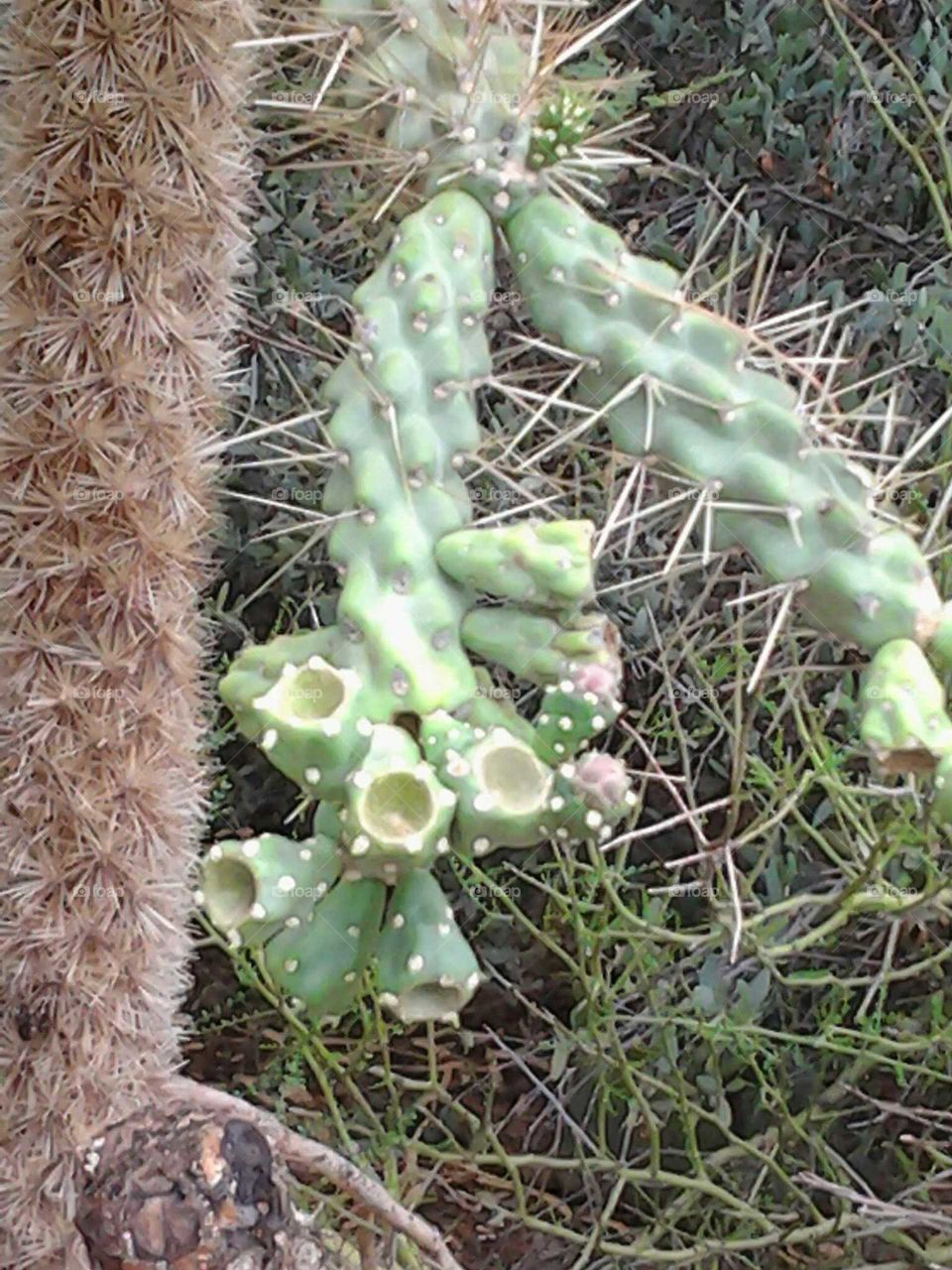 cactus