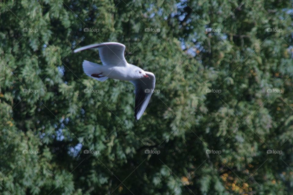 Sea gull upclose