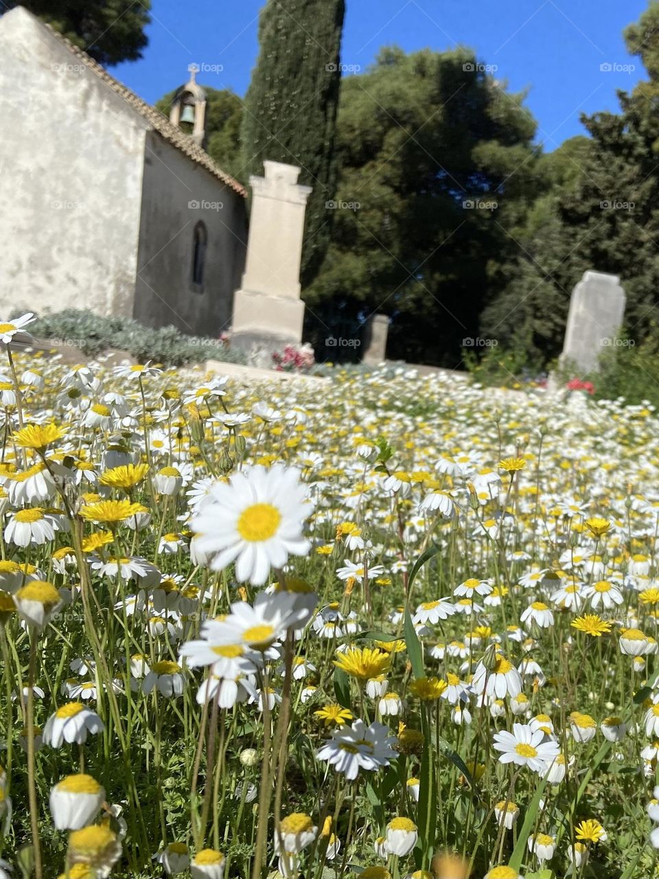 A field of wild yellow and white wildflowers near a cemetery Rand old stone church. 